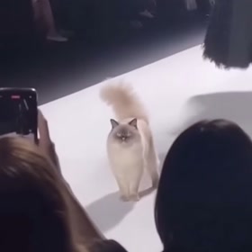AI-generated cat fashion show video